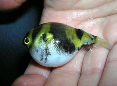 amazon puffer fish food|amazon puffer puffed up.